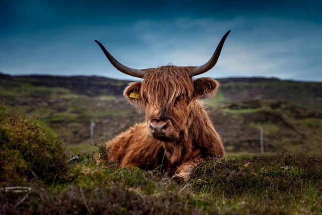 Offerings cattle, animal, pasture, highland cattle, cow, beef cattle, mammal, livestock, meadow, nature, scotland, cow, cow, cow, cow, cow, scotland, scotland, scotland, scotland
