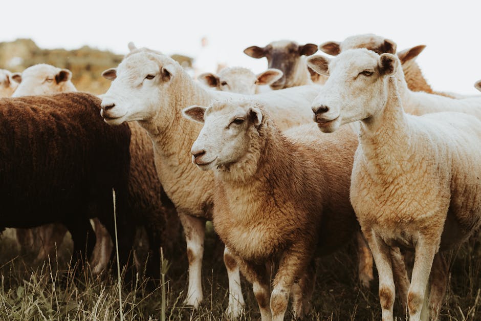 Offerings A group of sheep standing closely in a pasture, showcasing farm life.